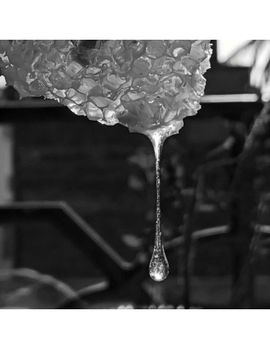 ROYAL CONCENTRADO DEFENSA ACTIVA