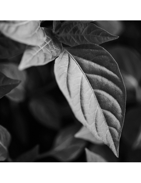 TENSINE IN & UP CREMA EFECTO REAFIRMANTE