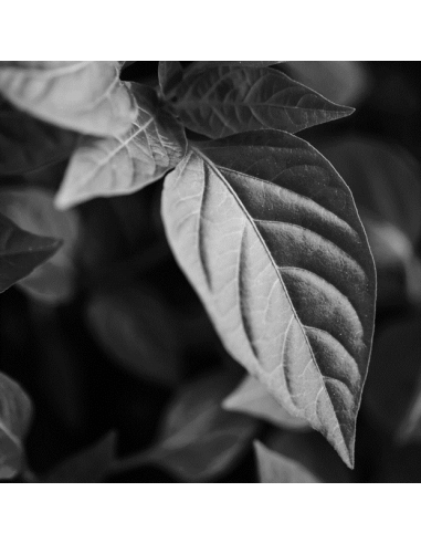 TENSINE ULTRA LIFT CREAM