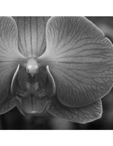 SERENITY SÉRUM DE ORQUÍDEA