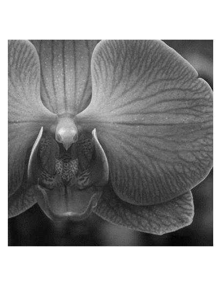 SERENITY SÉRUM DE ORQUÍDEA