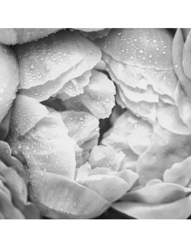 PERFECT TONE HIGH POWER SERUM