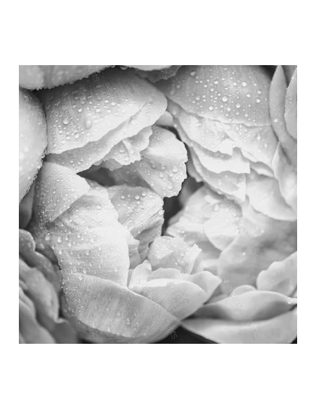 PERFECT TONE Q1O SERUM