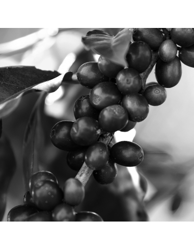 BEAUTY ADDICT CONTORNO DE OJOS CLARIFICANTE