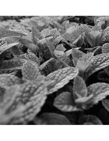 BIO AGNES PURIFYING CREAM-GEL