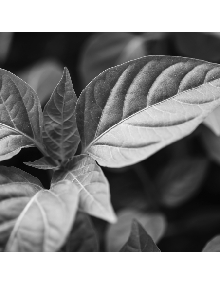 ESSENCE CONTORNO DE OJOS ANTIFATIGA