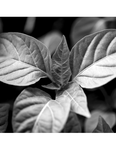 TENSINE FIRMING SÉRUM