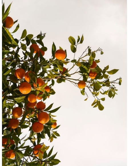 POLIVITAMINIC CREMA MEDIANOCHE