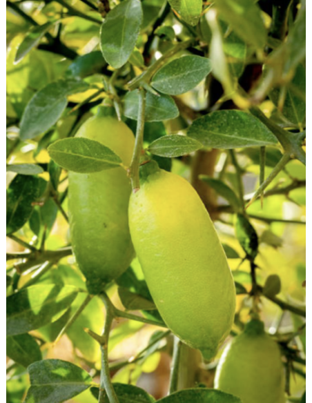 HIDROXY LIME SÉRUM